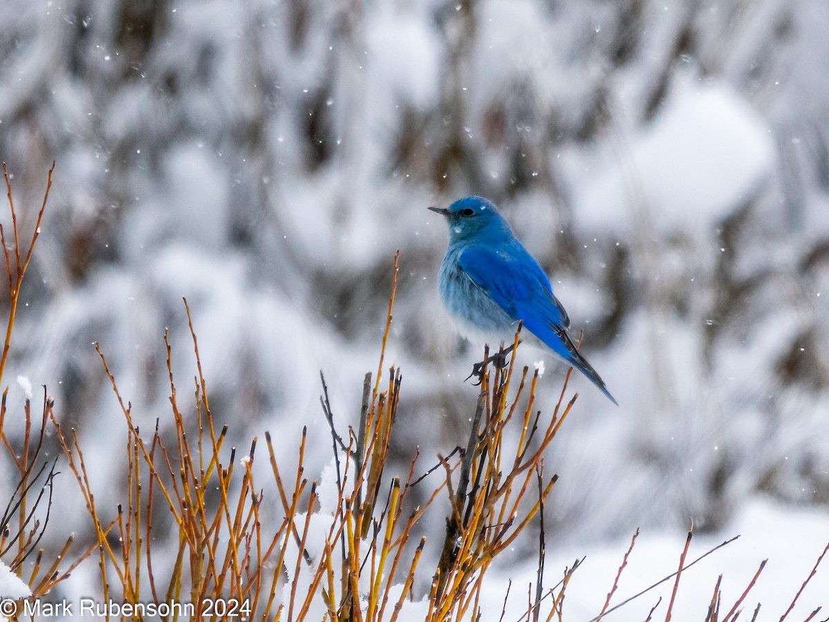 Mountain Bluebird - Mark Rubensohn