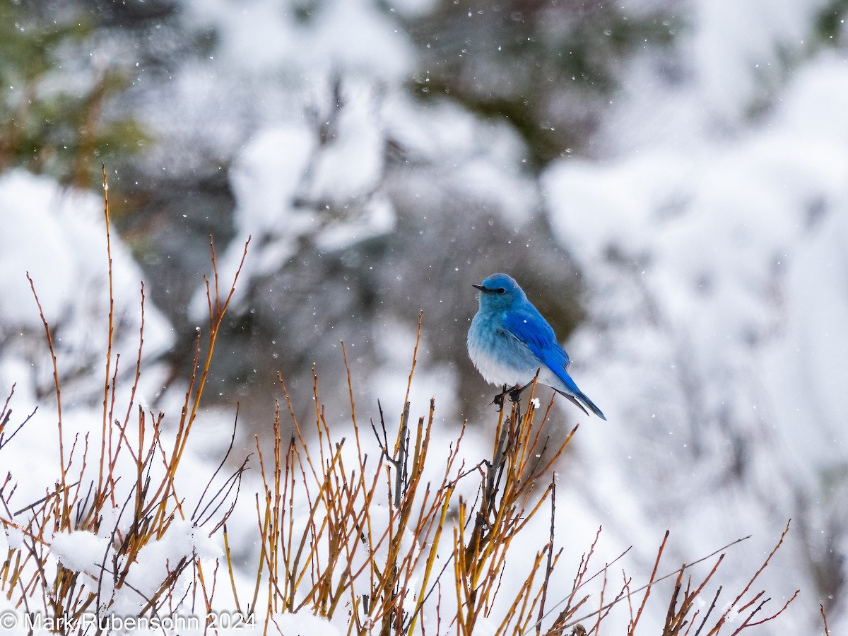 Mountain Bluebird - ML617492270