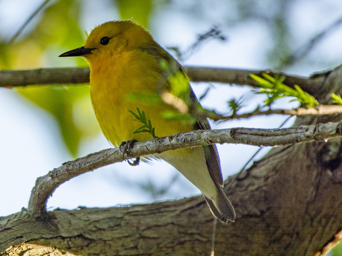 Prothonotary Warbler - Susan Barnard