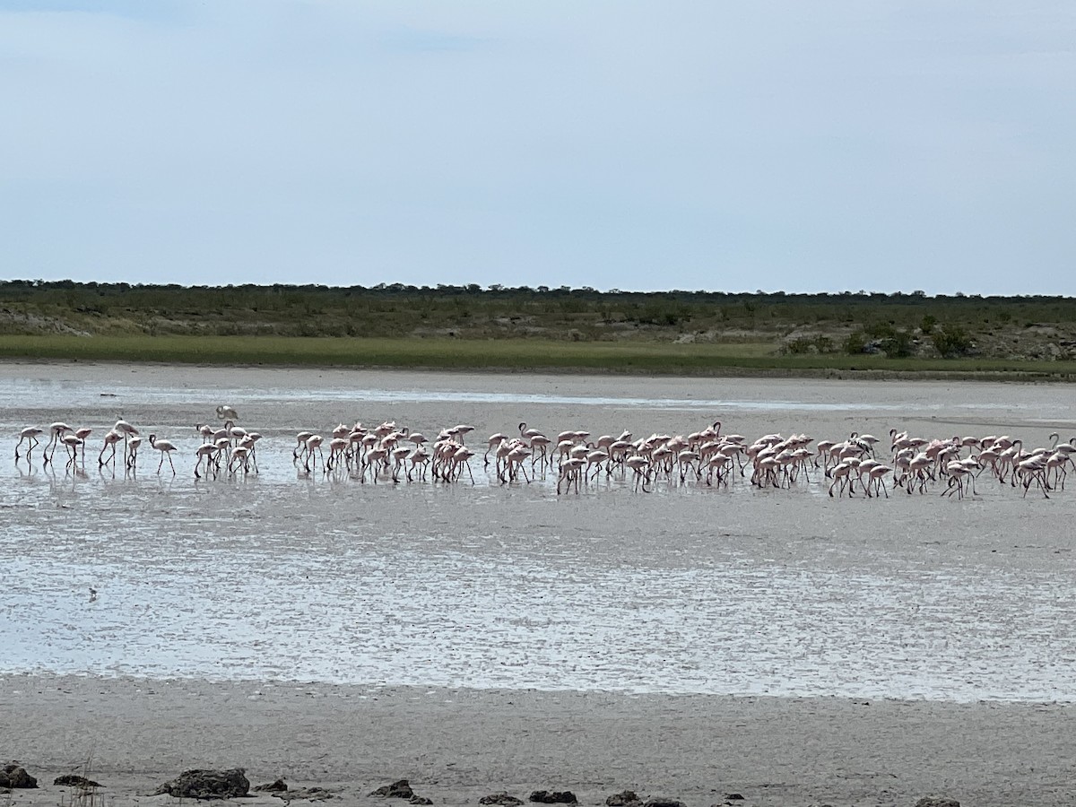 Lesser Flamingo - ML617492296