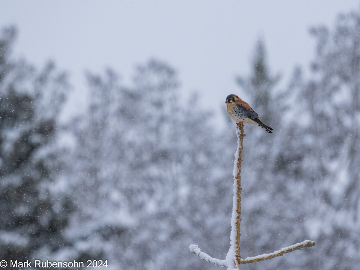 American Kestrel - ML617492310