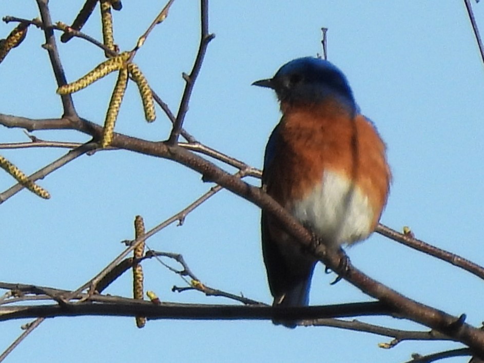 Eastern Bluebird - ML617492326