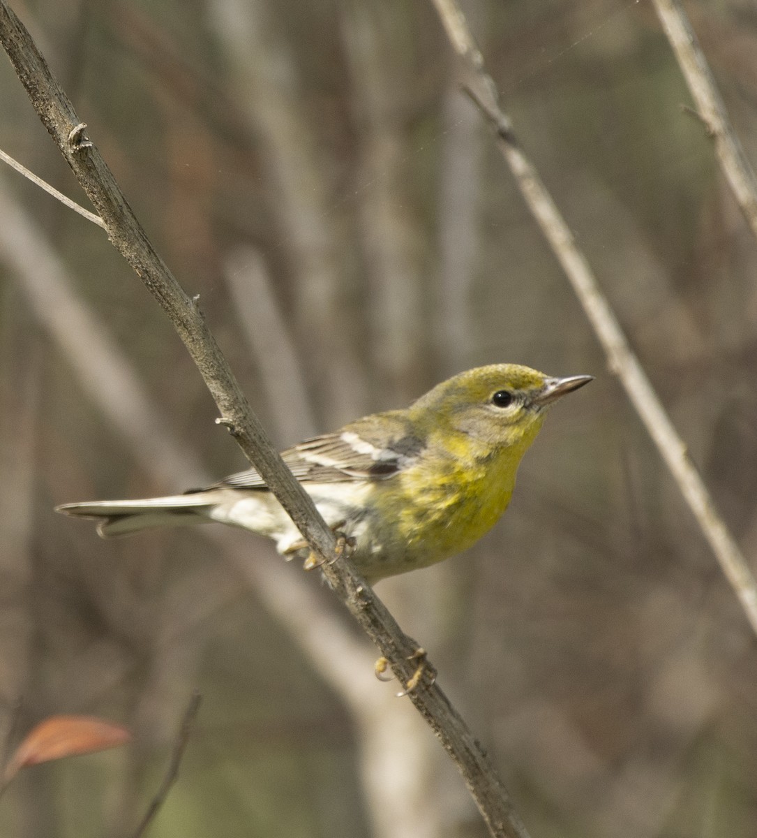 Pine Warbler - ML617492353