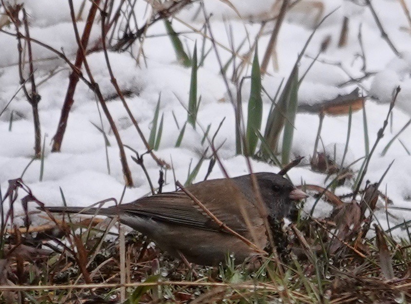 Junco ardoisé - ML617492358