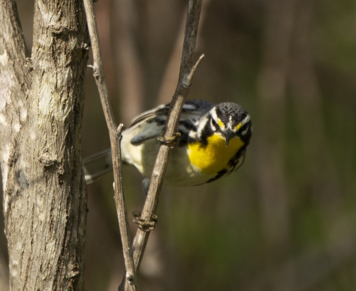 Paruline à gorge jaune - ML617492364