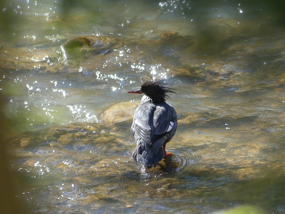 Common Merganser - ML617492444