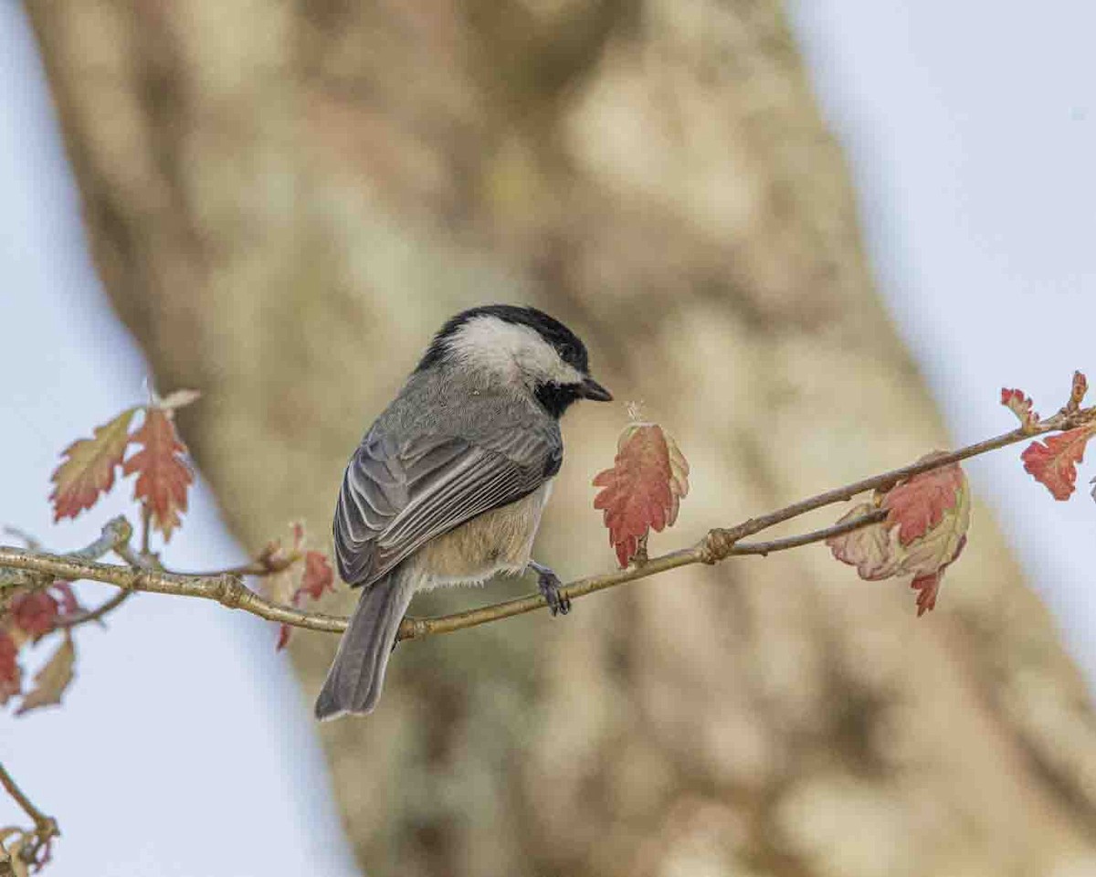 Carolina Chickadee - ML617492448