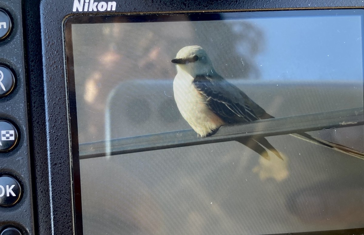 Scissor-tailed Flycatcher - ML617492449