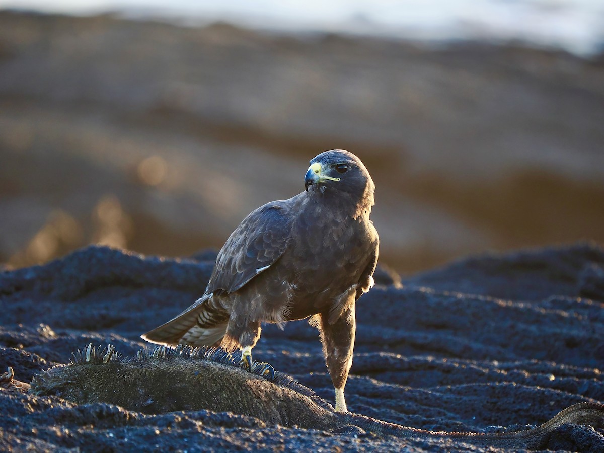 Galapagos Hawk - ML617492453