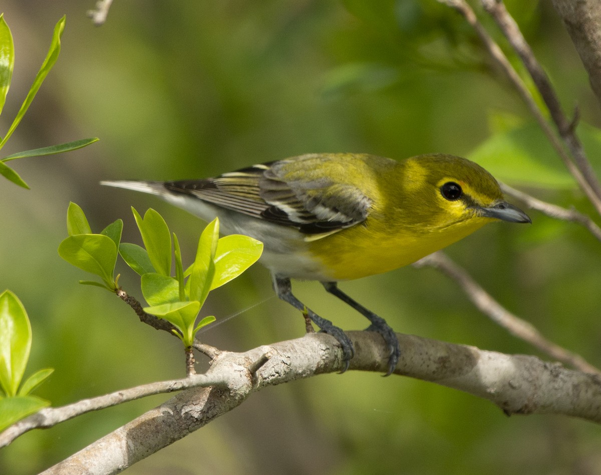 Yellow-throated Vireo - Susan Barnard