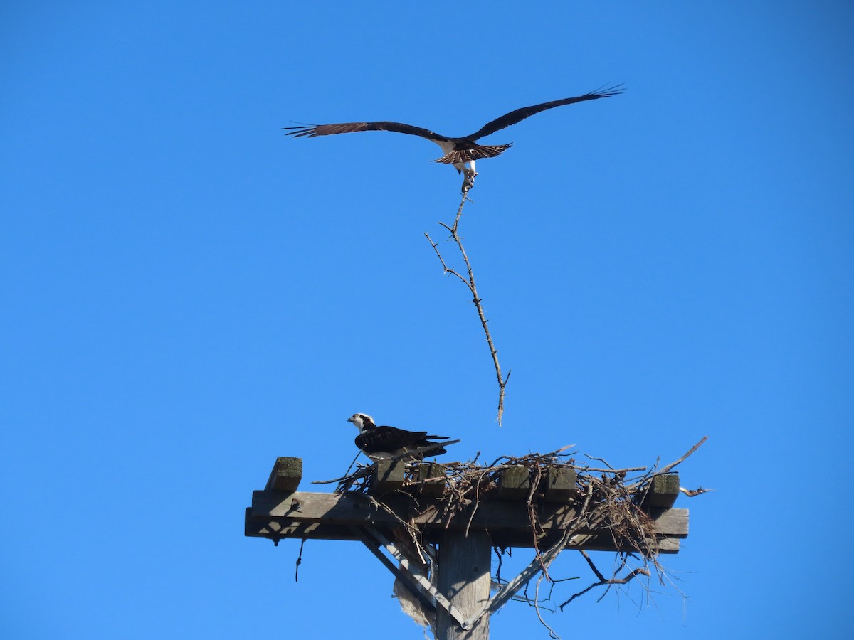 Osprey - David and Regan Goodyear