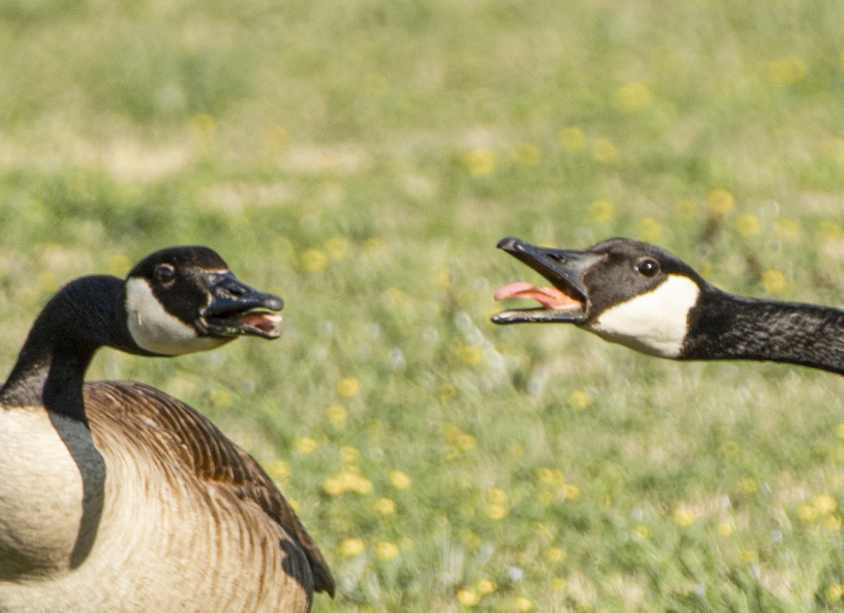 Canada Goose - ML617492488