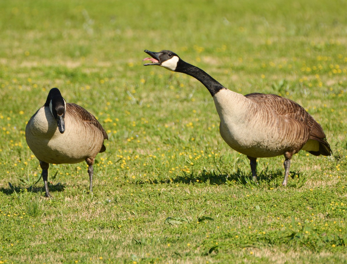 Canada Goose - ML617492489