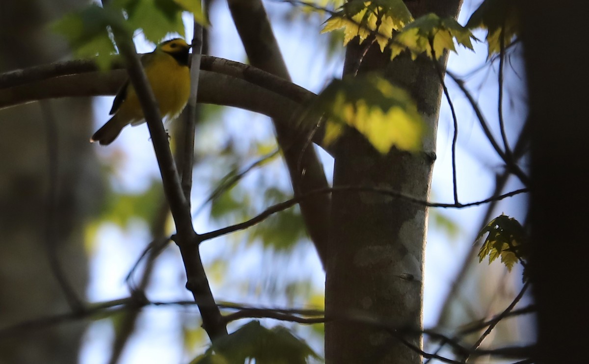 Hooded Warbler - Rob Bielawski