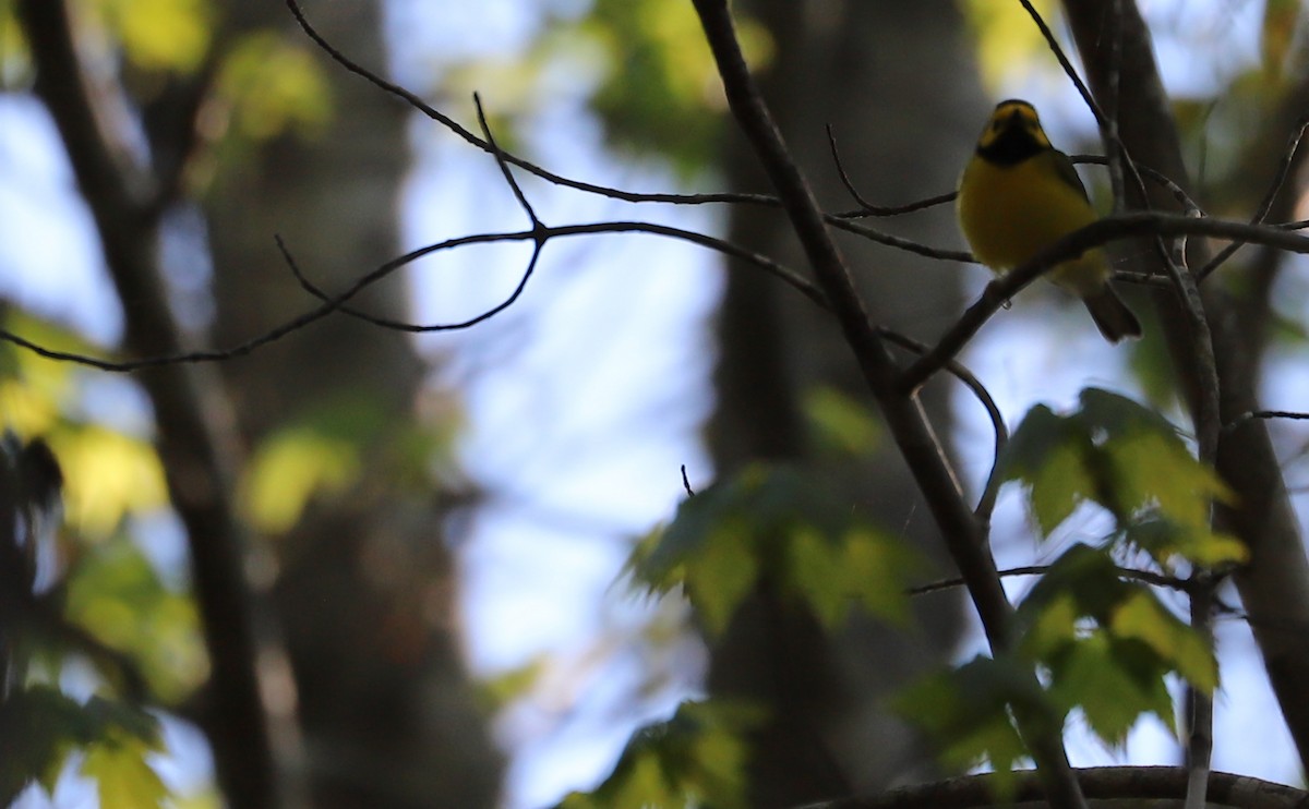 Hooded Warbler - Rob Bielawski