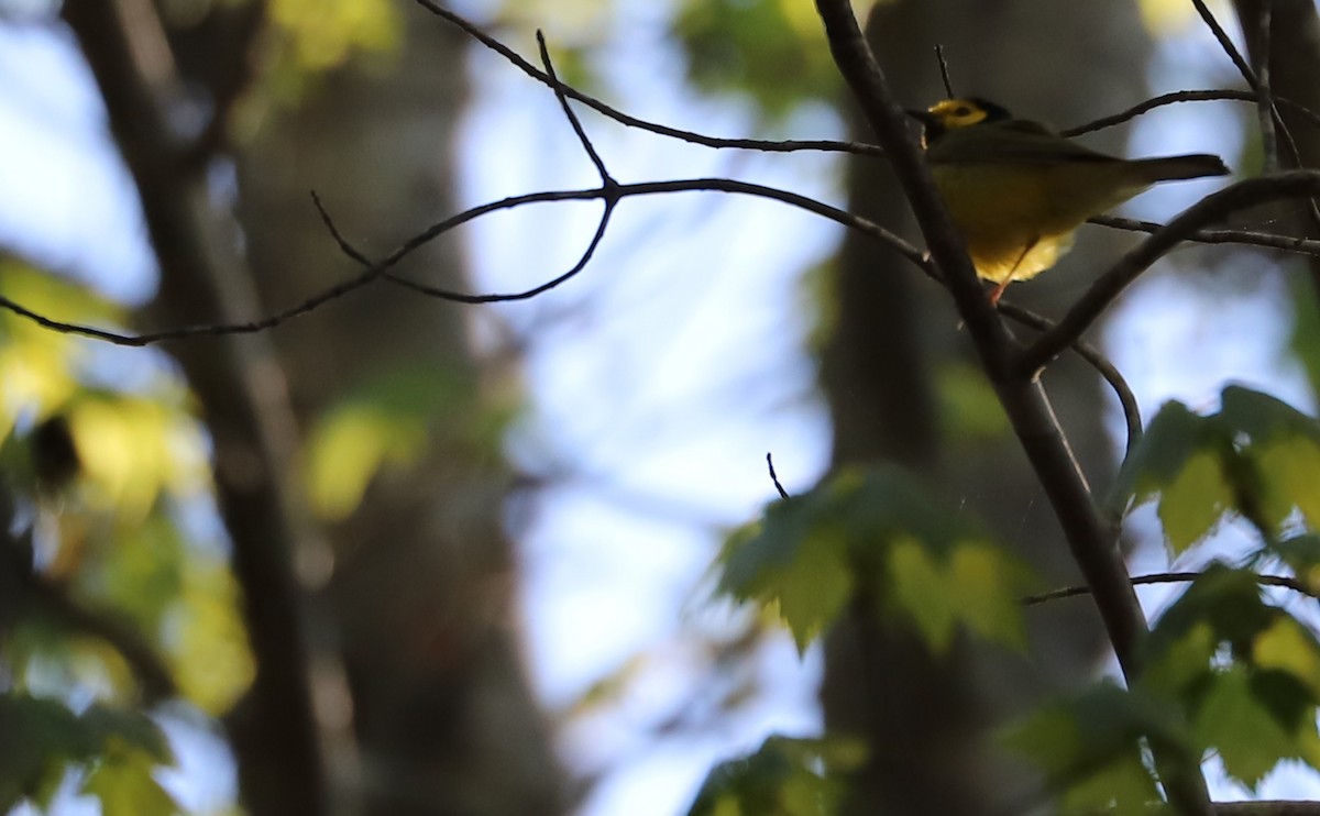 Hooded Warbler - Rob Bielawski