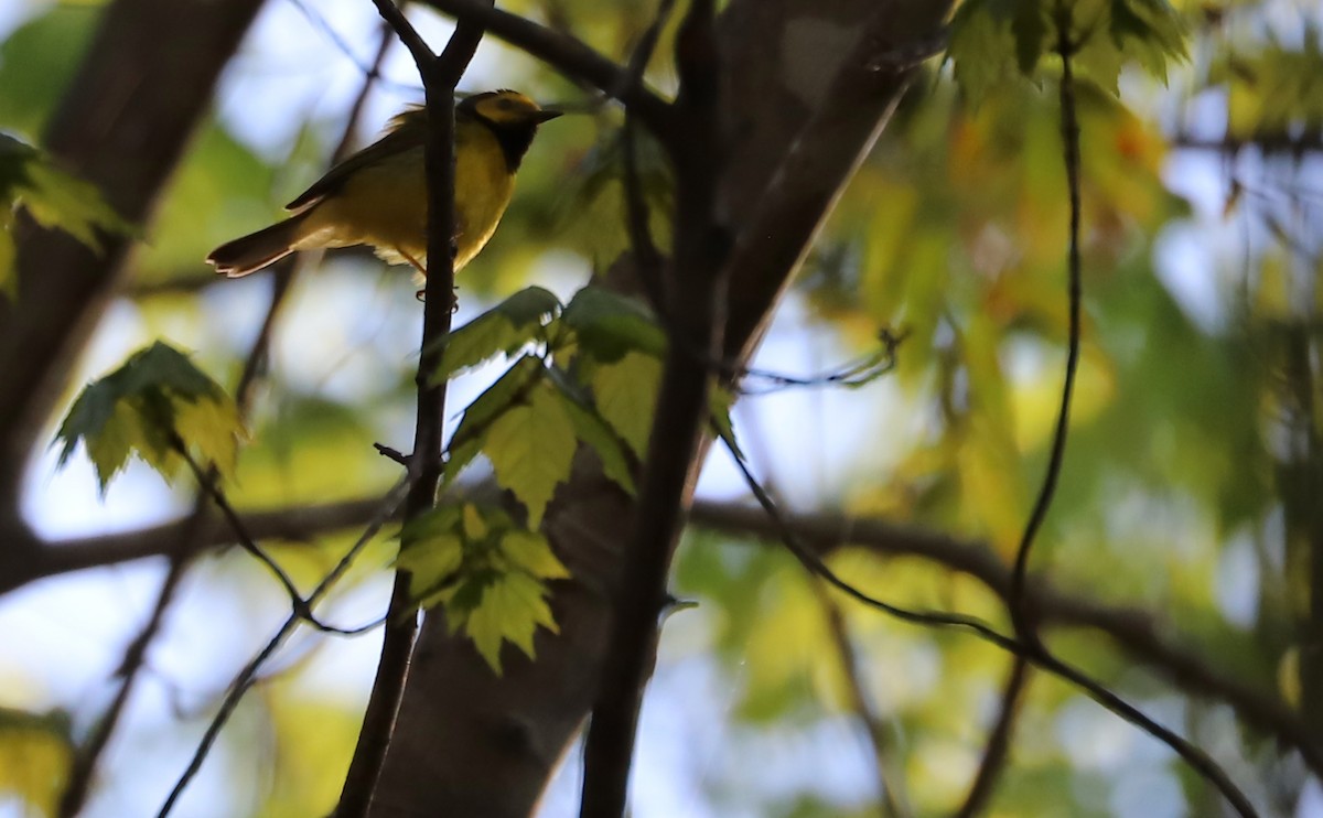 Hooded Warbler - Rob Bielawski