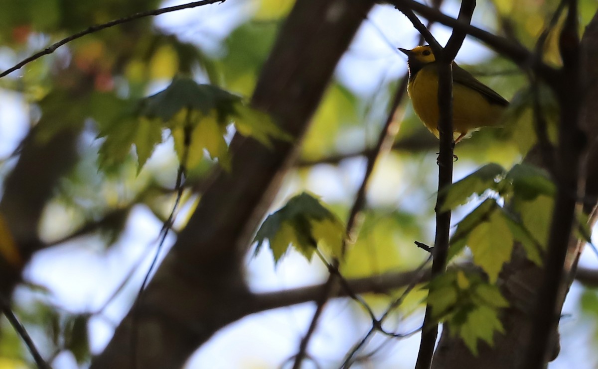 Hooded Warbler - Rob Bielawski