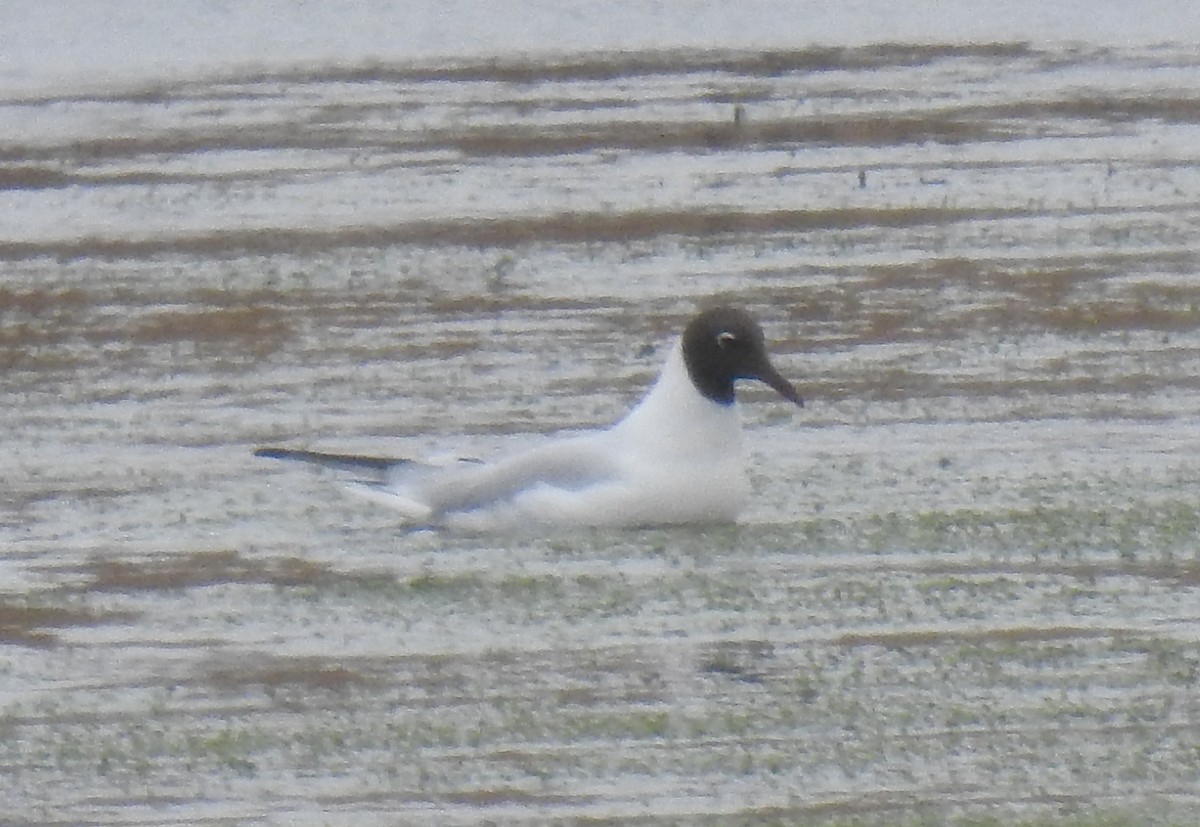 Black-headed Gull - ML617492518