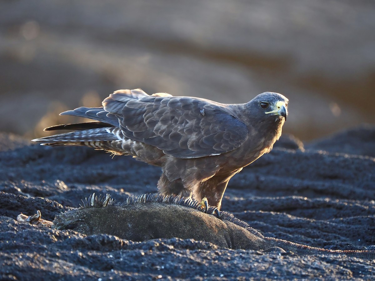 Galapagos Hawk - ML617492524