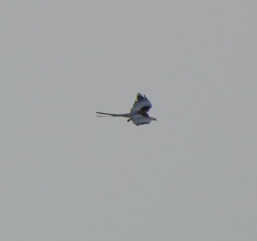 Swallow-tailed Kite - Susan Barnard