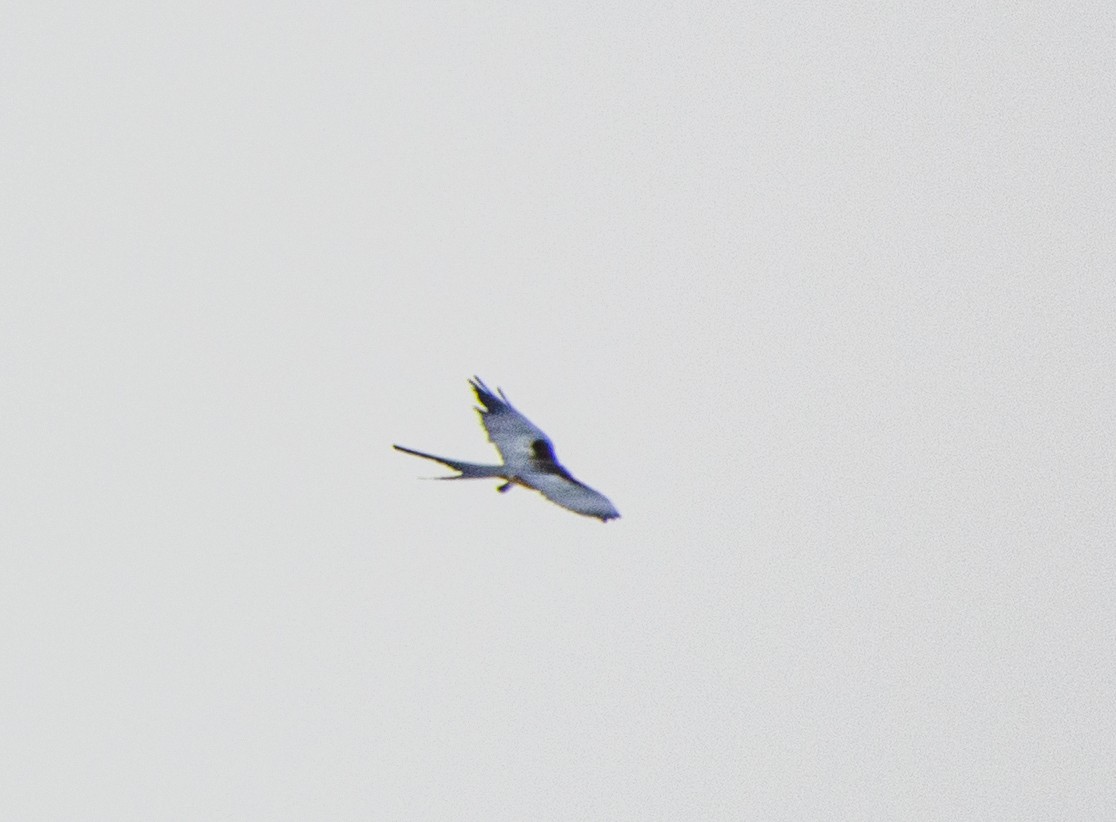 Swallow-tailed Kite - Susan Barnard