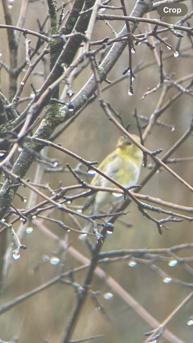 American Goldfinch - ML617492537