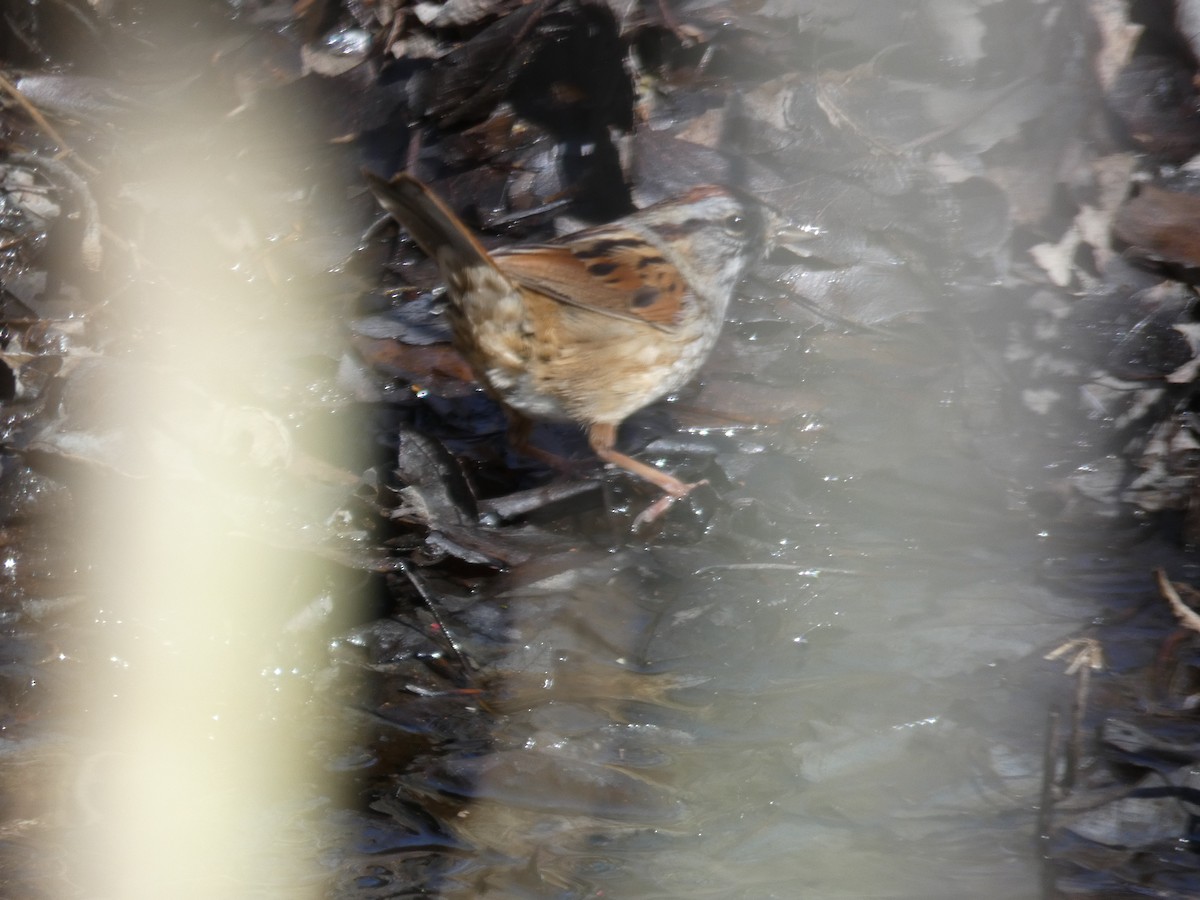 Swamp Sparrow - ML617492542