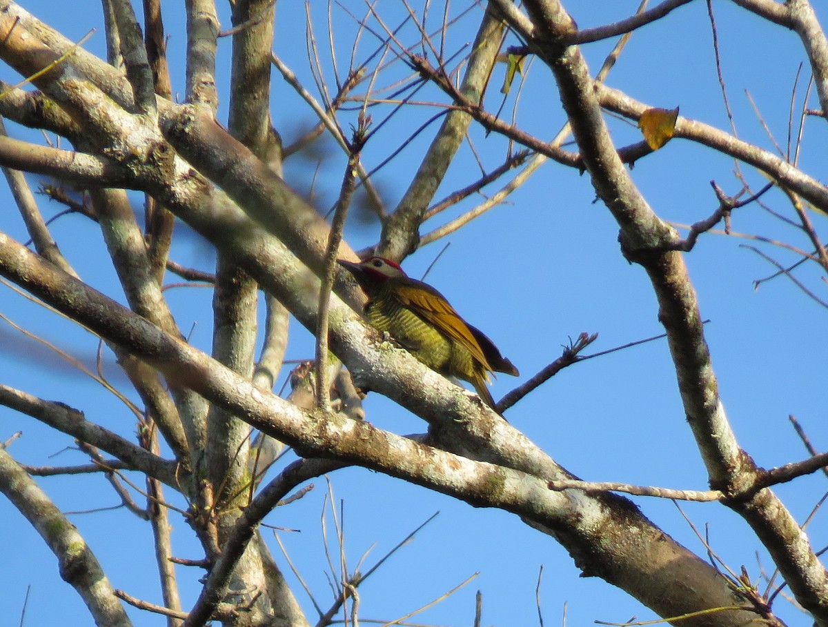 Golden-olive Woodpecker - ML617492544