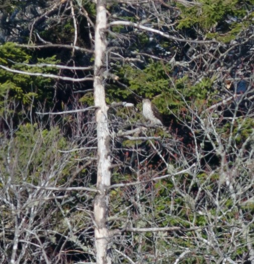 Cooper's Hawk - ML617492548