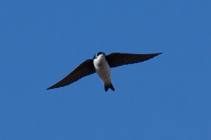 Tree Swallow - ML617492556