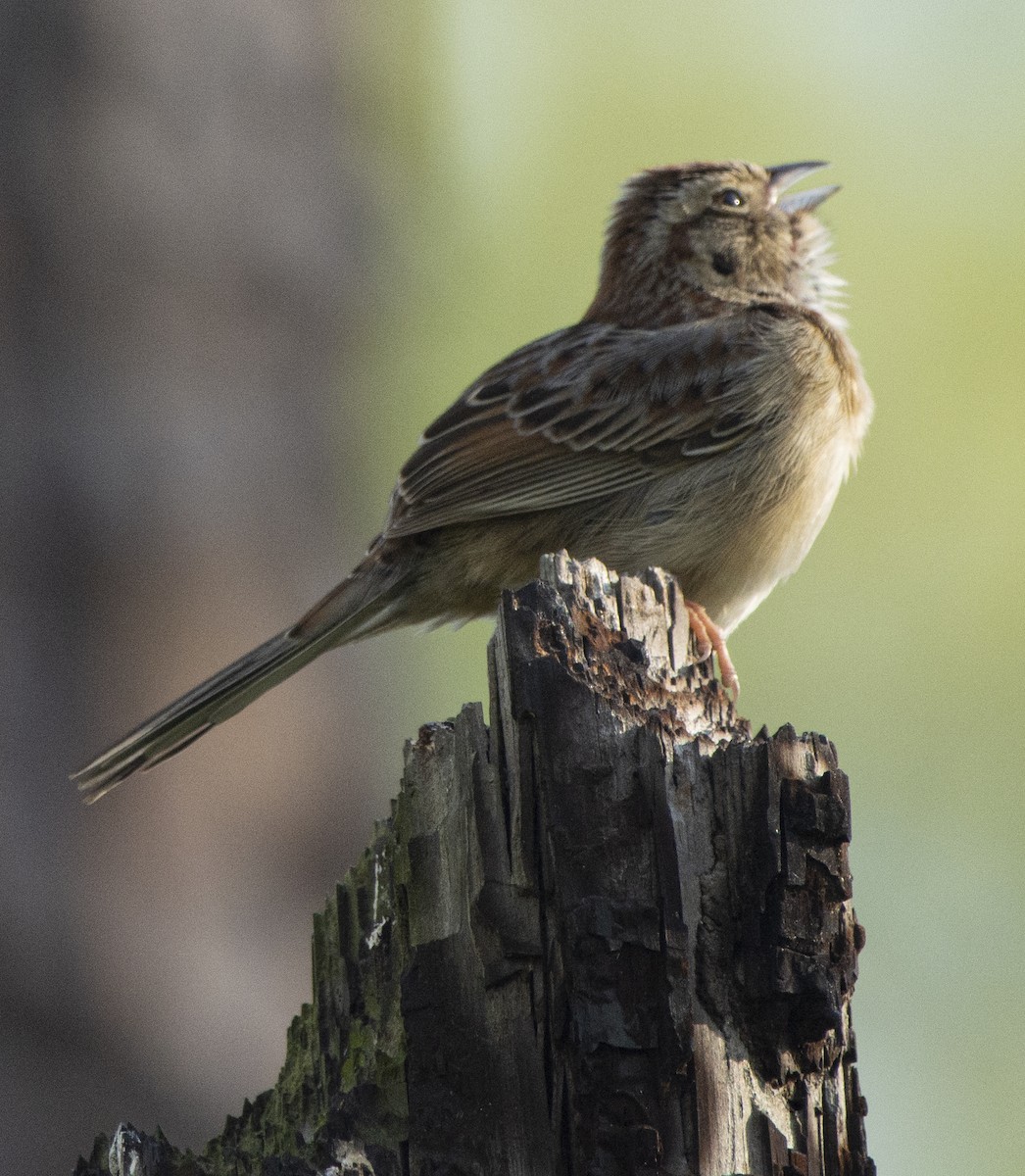 Bachman's Sparrow - Susan Barnard