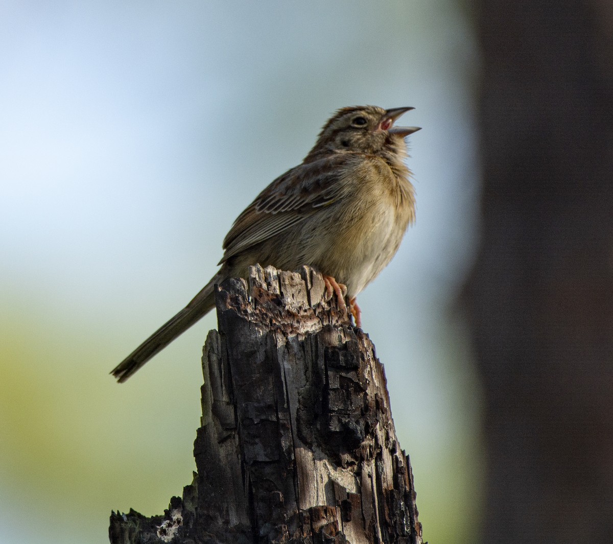 Bachman's Sparrow - ML617492562