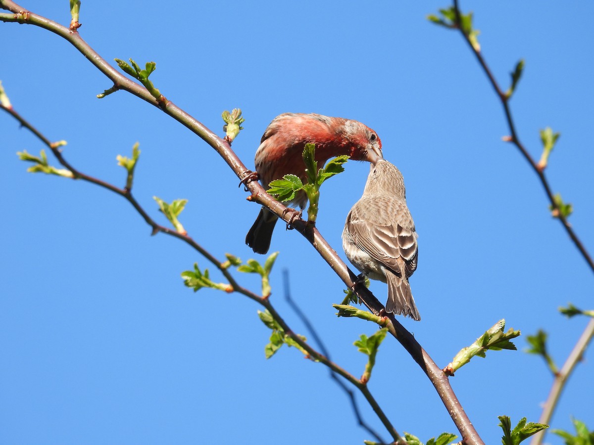 House Finch - ML617492563