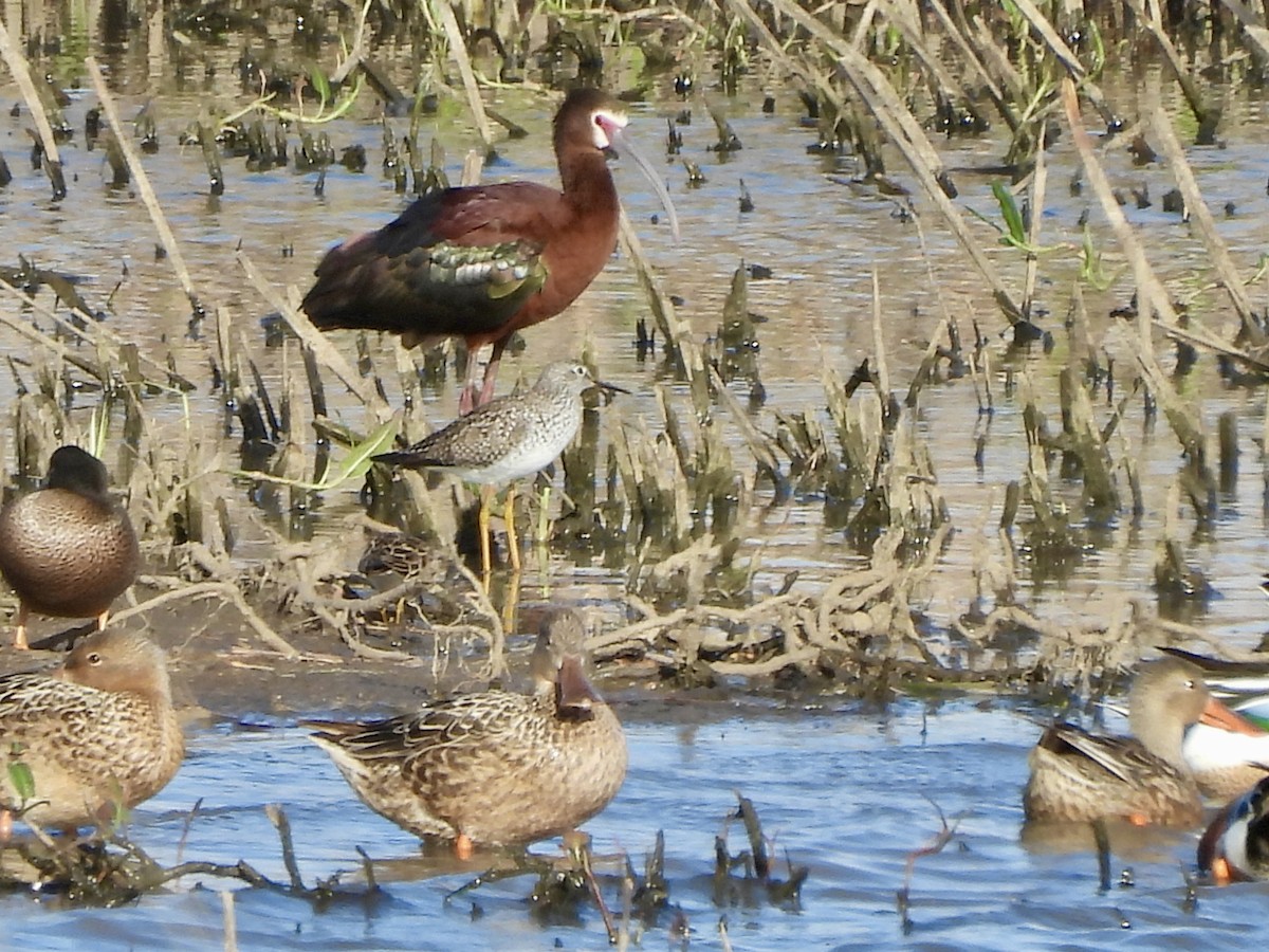 White-faced Ibis - Jacob Tsikoyak