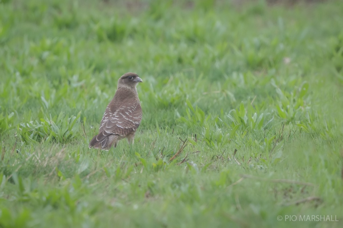 Caracara Chimango - ML617492613