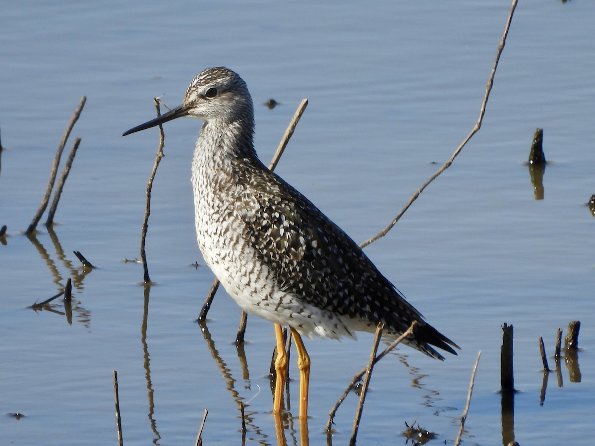 Greater Yellowlegs - ML617492618