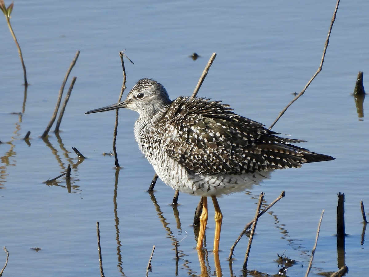 Greater Yellowlegs - Jacob Tsikoyak