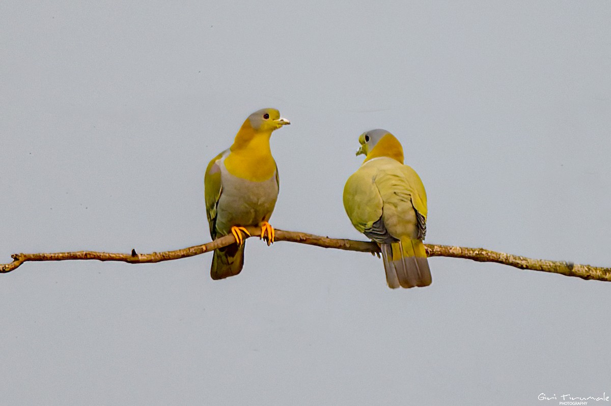 Yellow-footed Green-Pigeon - ML617492642