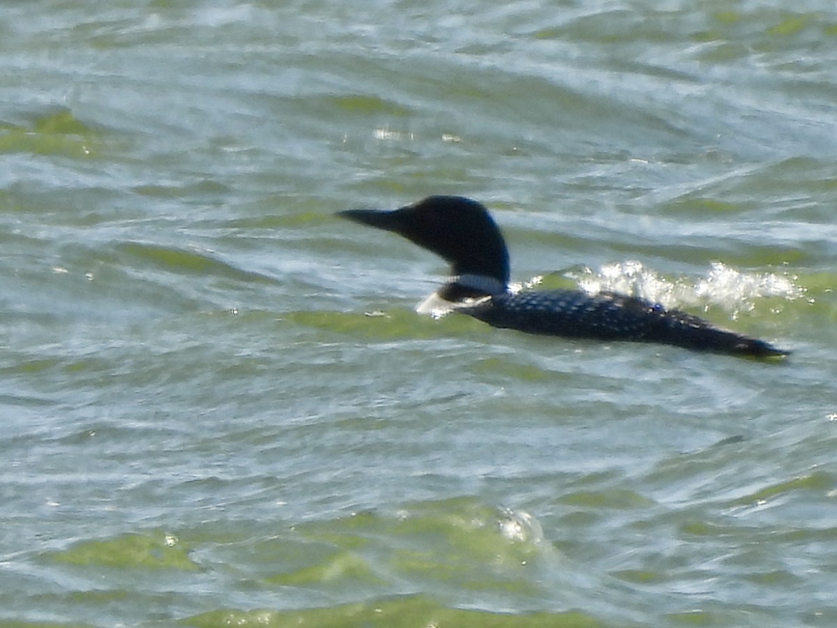 Common Loon - Jacob Tsikoyak