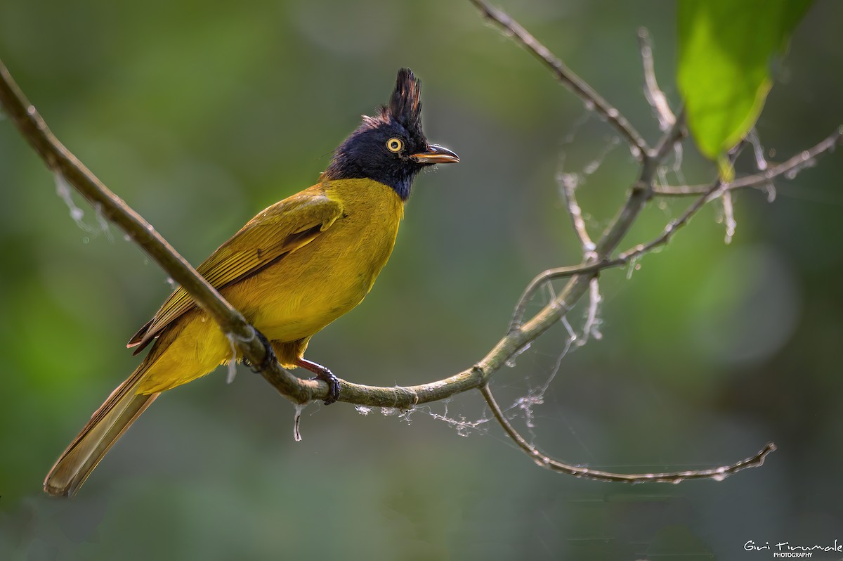 Black-crested Bulbul - ML617492691