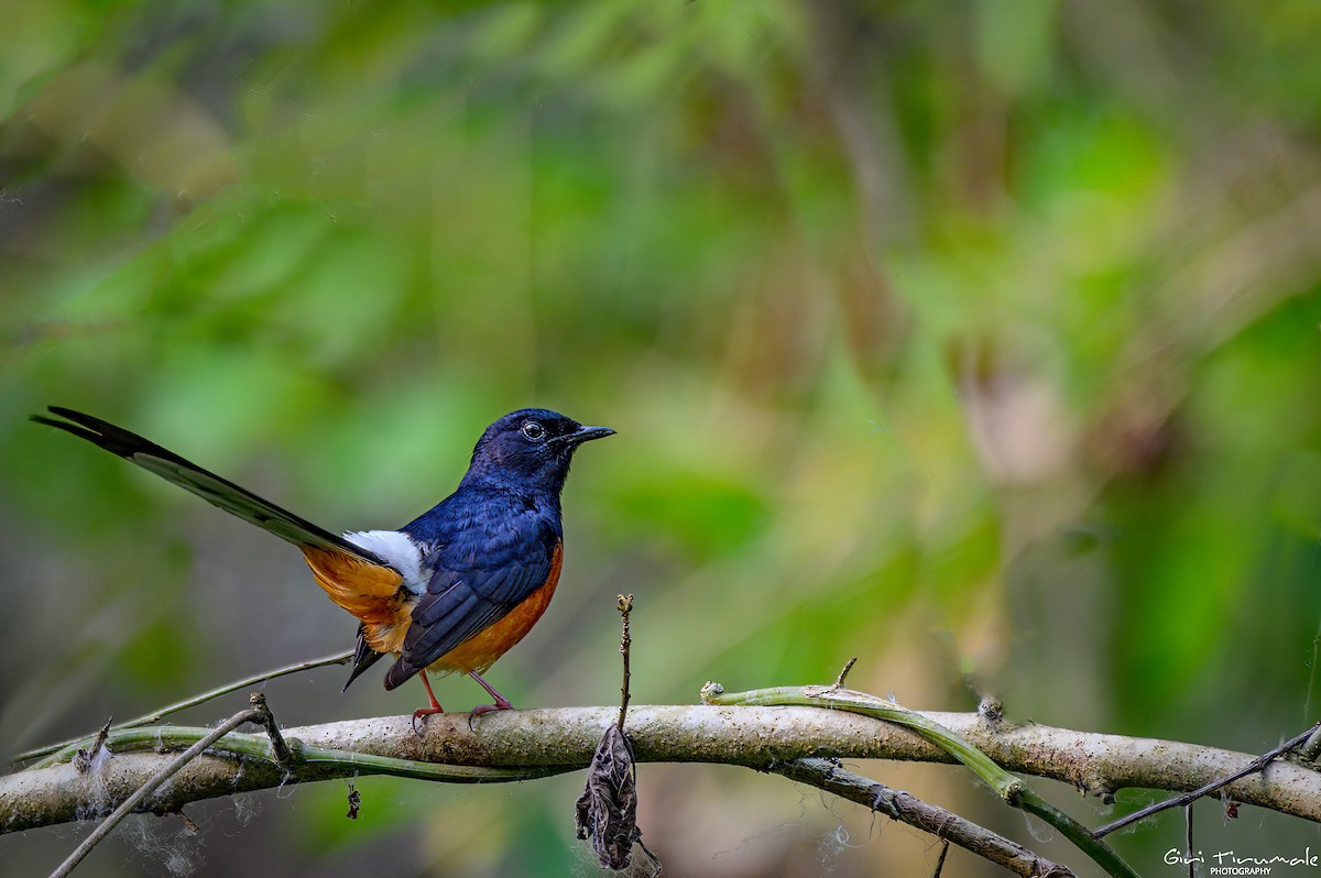 White-rumped Shama - ML617492698