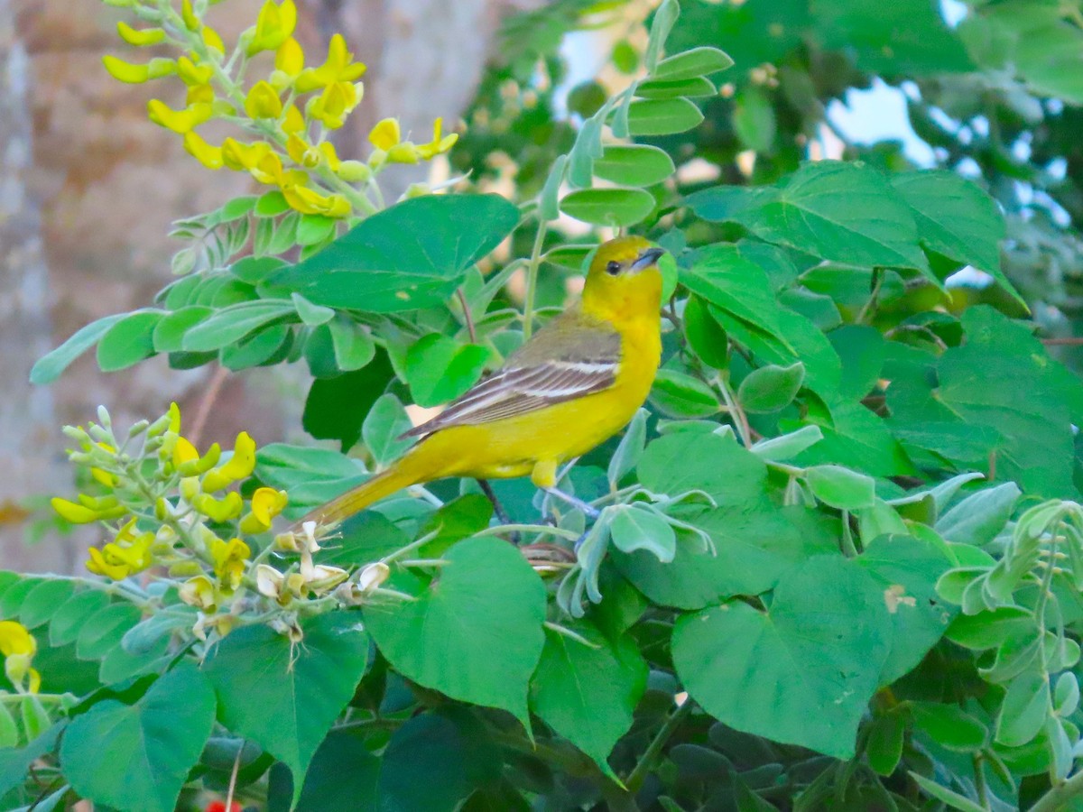 Baltimore Oriole - ML617492720