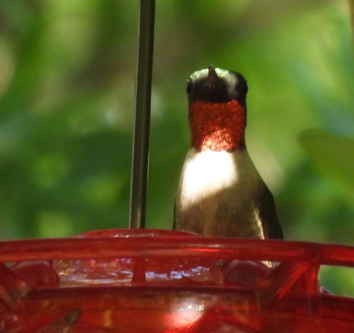 Ruby-throated Hummingbird - ML617492722