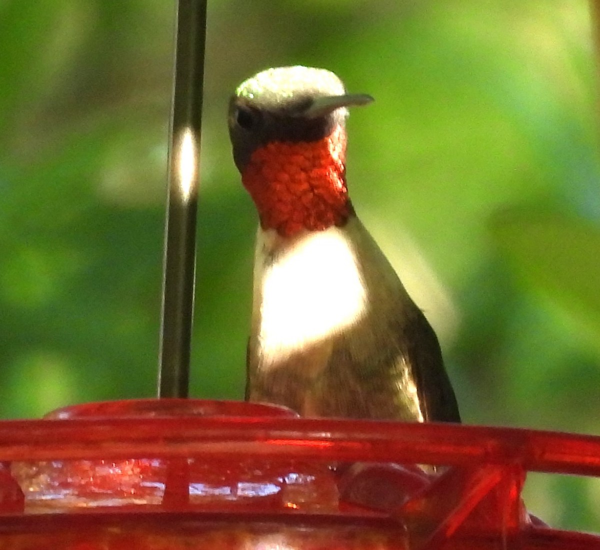 Ruby-throated Hummingbird - ML617492723