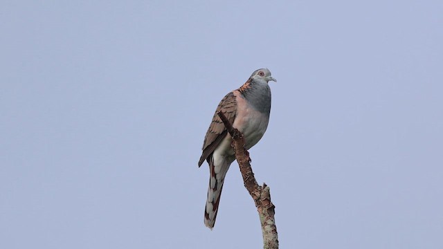 Bar-shouldered Dove - ML617492732