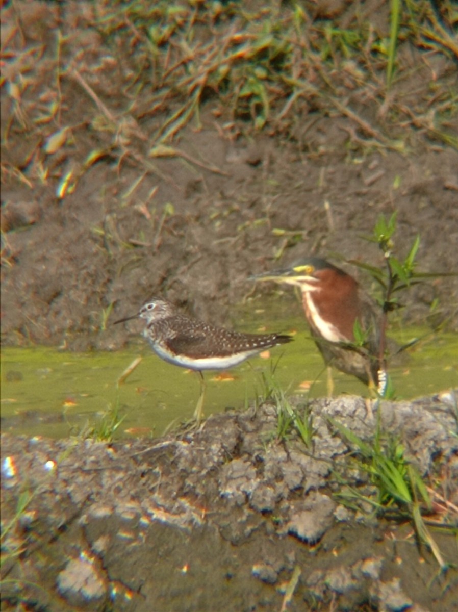 Solitary Sandpiper - ML617492741