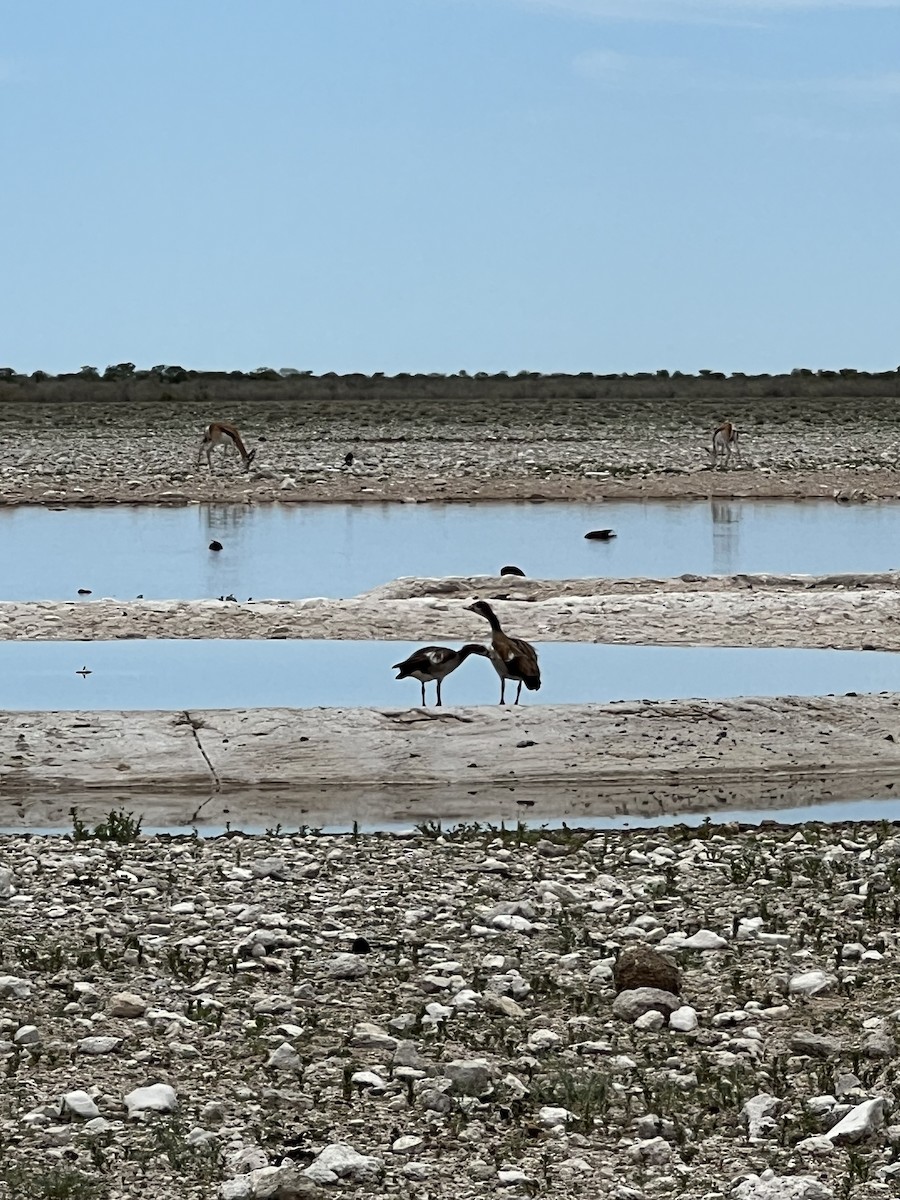 Egyptian Goose - Juliana Botelho