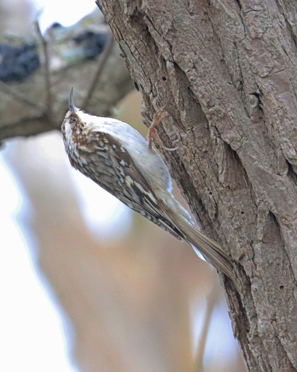 Brown Creeper - ML617492746