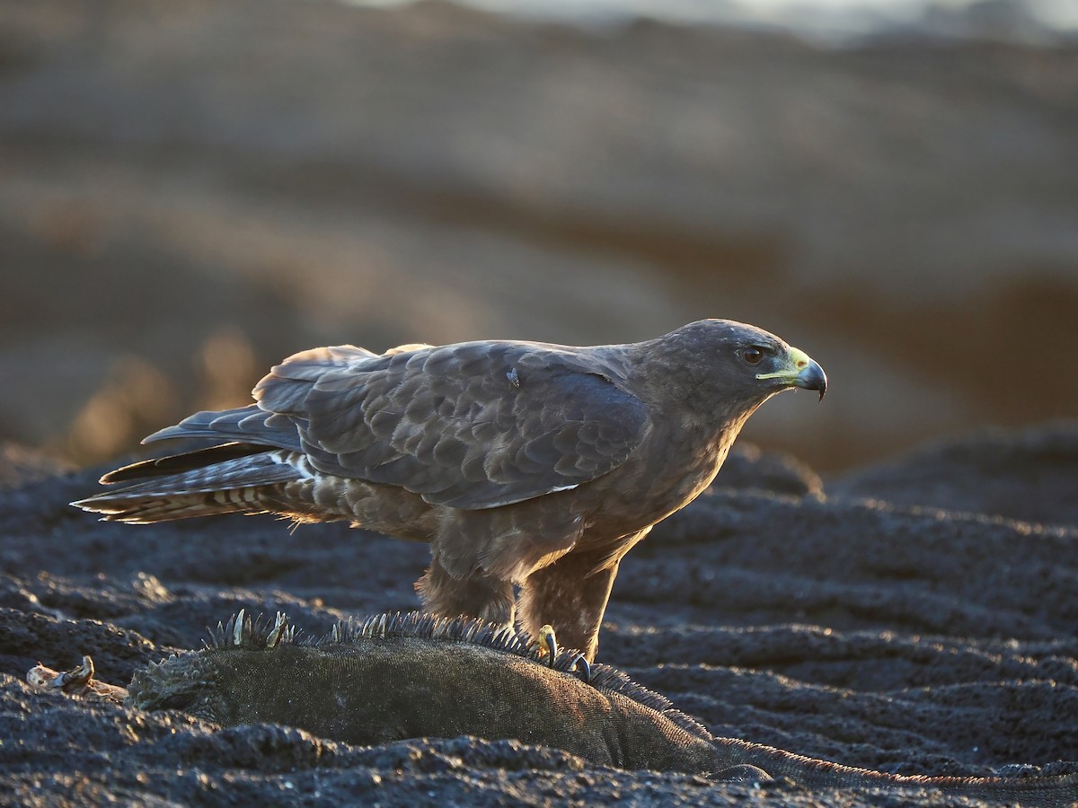 Galapagos Hawk - ML617492802